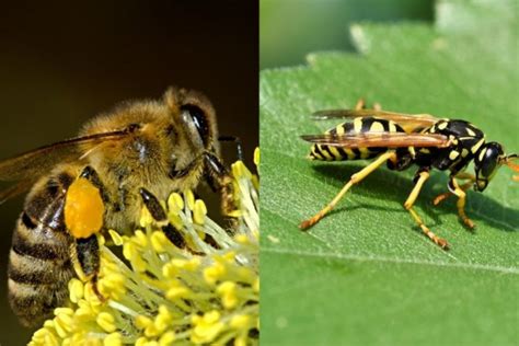 Sering Dikira Sama Ini Perbedaan Lebah Dan Tawon