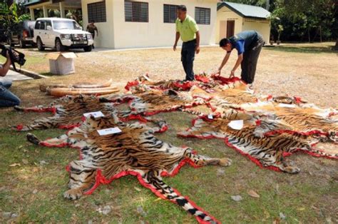 The top 12 national parks in malaysia. Poaching puts pressure on Malayan tiger
