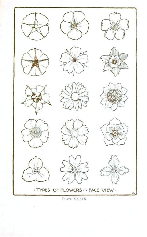 How To Draw Different Types Of Flowers Step By Step 25 Trending Simple