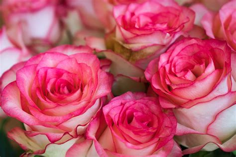 Rosor Blommor Bukett Gratis Foto P Pixabay Pixabay