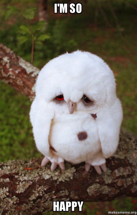 Never have i felt so happy and beautiful. I'm so Happy - Sad Owl | Make a Meme