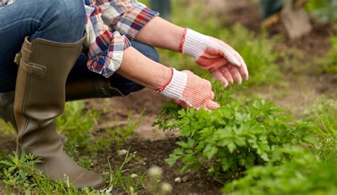 How Gardening Can Help Reduce Stress Wellers Hill Hardware