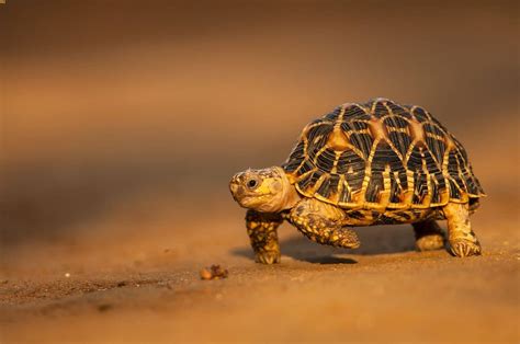 13 Best Pet Tortoise Breeds And Species For Beginners