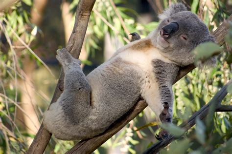 Australia Il Koala Anwen E Altri Esemplari Sono Finalmente Liberi Ohga