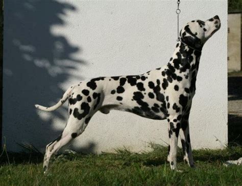 Kykado Canterbury Dalmatian Stud Dogs Worldwide