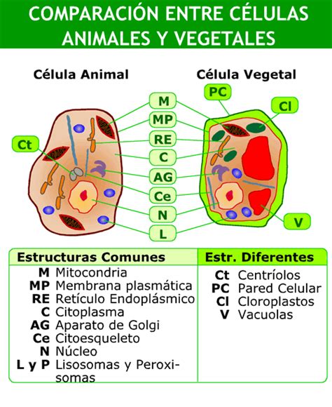 Estructuras Comunes De La Celula Animal Y Vegetal Consejos Celulares
