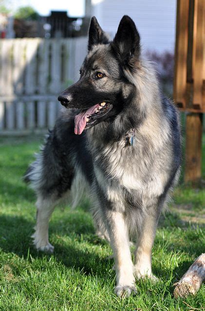 Majestic Shiloh Shepherd Dog