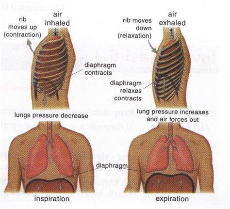 Respiratory Mechanism Volume And Frequency ~ New Science Biology