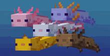 Axolotl are new to minecraft and players are wondering if they can be tamed. Axolotl GIFs | Tenor