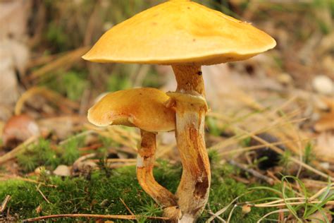 Free Images : autumn, fauna, fungus, mushrooms, toxic, woodland, agaric ...