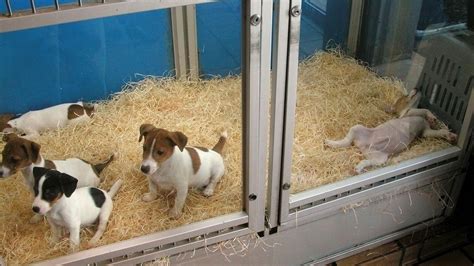 Markets to malls, boutiques to bazaars published/last edited or updated: Pet shops at risk from drive to bar puppy trade | News ...