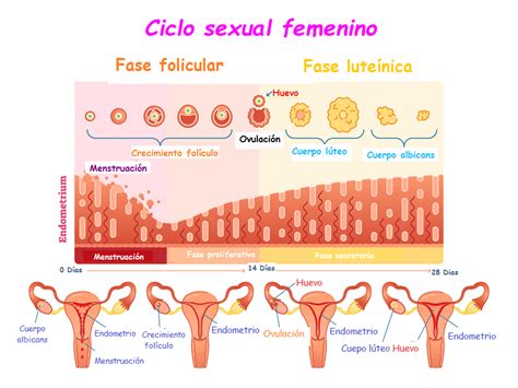 El Ciclo Menstrual Familia Y Salud