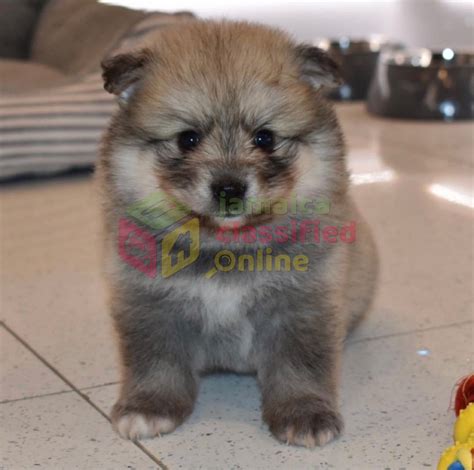 Teacup pomsky puppies looking for new home. Purebred Teacup Pomsky Puppies Available For Good for sale in Kinston St Elizabeth - Dogs