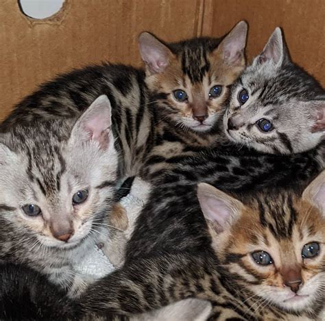 Look at pictures of bengal kittens who need a home. Bengal kittens for sale near me - Home | Facebook