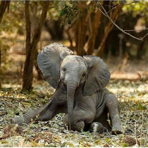 Pin By Ynezz On Majestueux éléphants Cute Baby Elephant Animals Wild