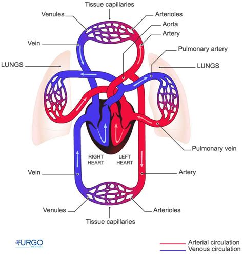 Circulatory Function