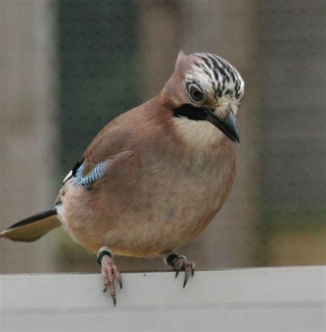 Jays The Birds That Can Talk Like Humans University Of Cambridge