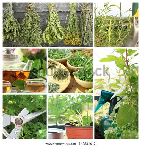 Collage Fresh Herbs On Balcony Garden Stock Photo Edit Now 142681612