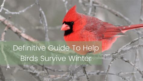 16 Ways To Help Birds Survive Harsh Winters Nest Hollow
