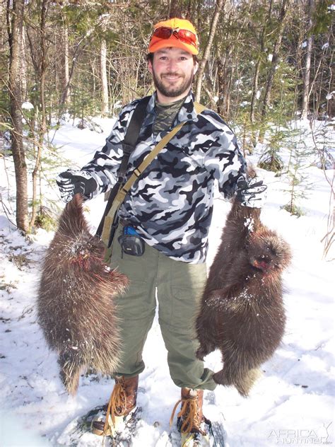 Hunt North American Porcupine In Usa