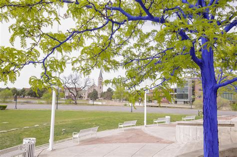 Blue Trees In Downtown Denver Editorial Stock Photo Image Of Global