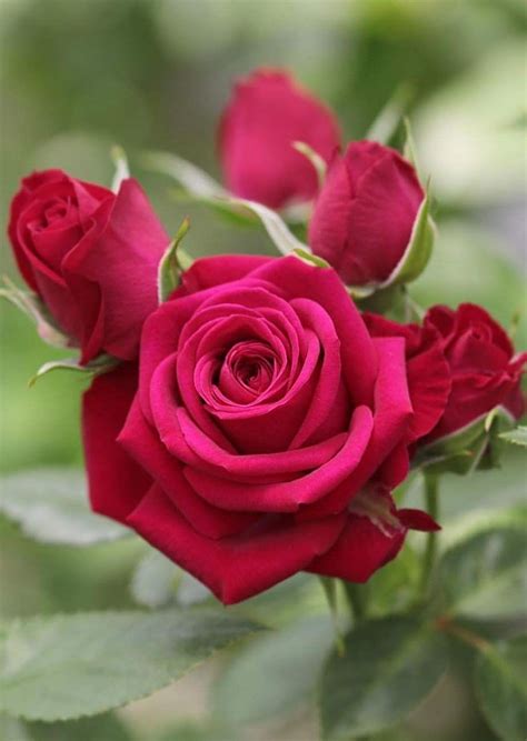 X O N E A X O ☼☽ Beautiful Rose Flowers Amazing Flowers Love Flowers