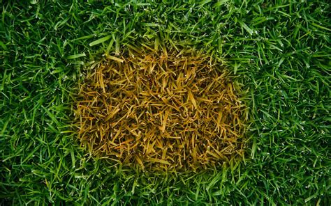 Lawn Care Unraveling The Causes Of Brown Patches