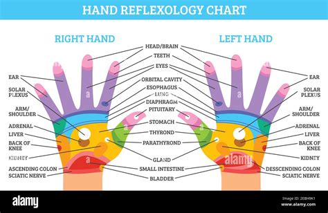 Colorful Right And Left Hand Reflexology Chart With Description Of Corresponding Organs And Body