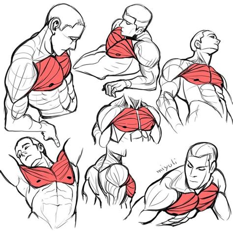 Drawing Pectoral Muscles With Muscular Men Human Anatomy Drawing