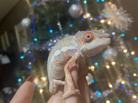 Archie Rchameleons