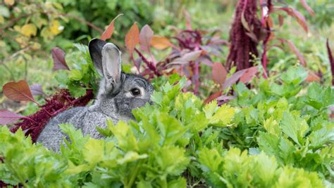 Rabbits In The Garden Edge Of The Woods Native Plant Nursery Llc