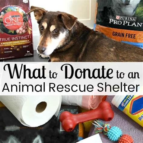 What To Donate To An Animal Rescue Shelter Animal Shelter Donations