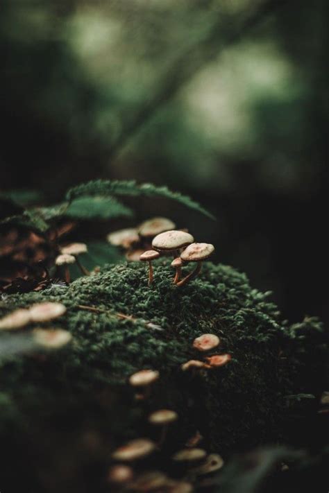 Forest Tumblr Dark Green Aesthetic Forest Photography Nature