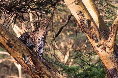 Premium Photo Leopard Hiding On The Tree Nakuru Africa