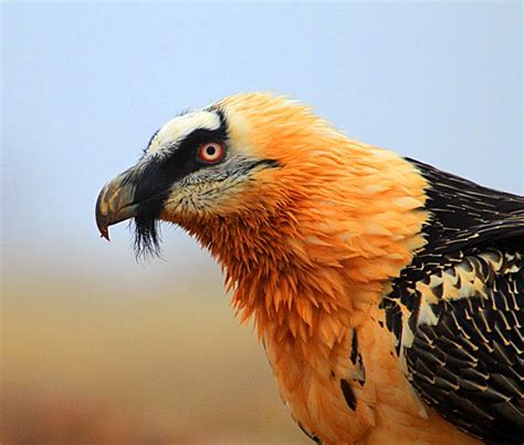 See more of lammergier global limited on facebook. HUESCA-SIERRA DE GUARA: QUEBRANTAHUESOS Gypaetus barbatus ...