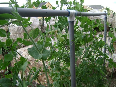How To Make A Garden Trellis Out Of Pvc Pipe Craft