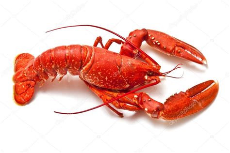 Cooked European Common Lobster Stock Photo By ©west1 16882595