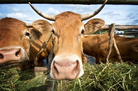 Cows Eating Straw Stock Photo Image Of Grazing Fauna 158800034