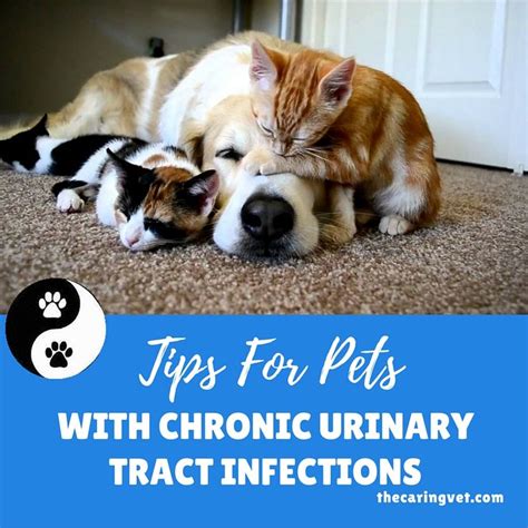 Tips For Pets With Chronic Urinary Tract Infections Utis Urinary