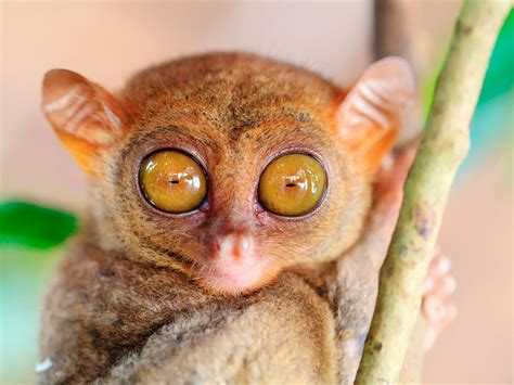 This Animals Eye Makes Up Almost Half Of Its Body