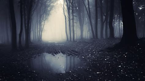 Dark Forest Hd Wallpapers Wallpaper Cave