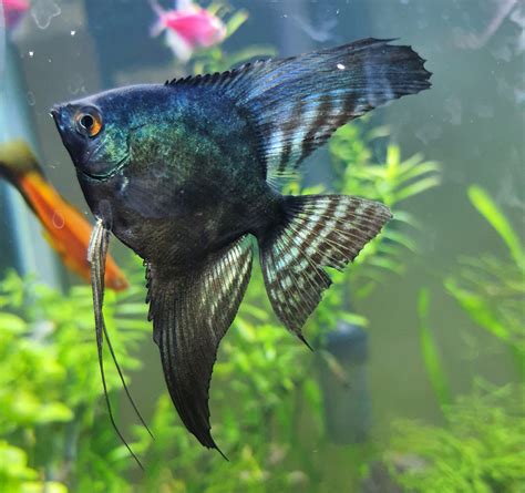 How Long Do Angelfish Live Can You Increase Their Lifespan