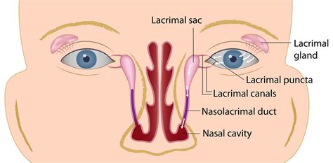 Lacrimal Bone The Definitive Guide Biology Dictionary
