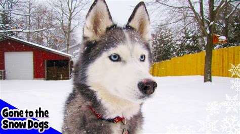 Siberian Husky Plays In Deep Snow Snow Dogs In The Snow Storm Youtube
