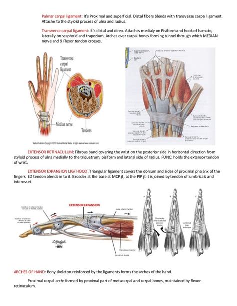 Introduction Of Kinesiology And Upper Limb Anatomy