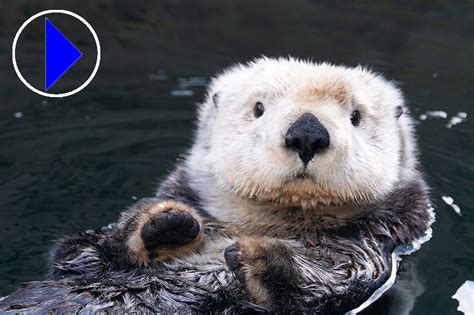 Live Streaming Webcam Sea Otters Vancouver Aquarium Canada