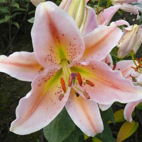 Oriental Lily Salmon Star Pack Of 3 Oriental Lily