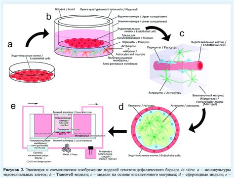 Evolution And Schematic Representation Of The Blood Brain Barrier