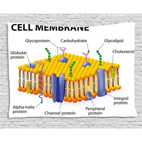 Educational Tapestry Detailed Diagram Of Membrane Cell Structure Types