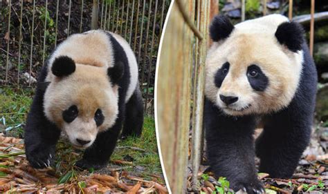 China Releases Giant Pandas Back Into Wild After Keepers Train Them
